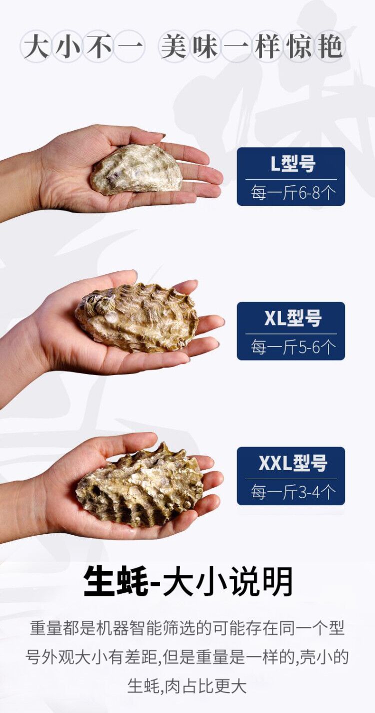 贝司令 乳山牡蛎 鲜活生蚝 5斤 90-120g 图1