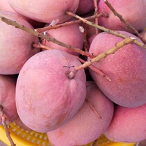 Hainan Sanya Ruby Mango Wenmangte Big Red Mango Seasonal Fresh Fruit Picked Gift Box 5 10 Full Box