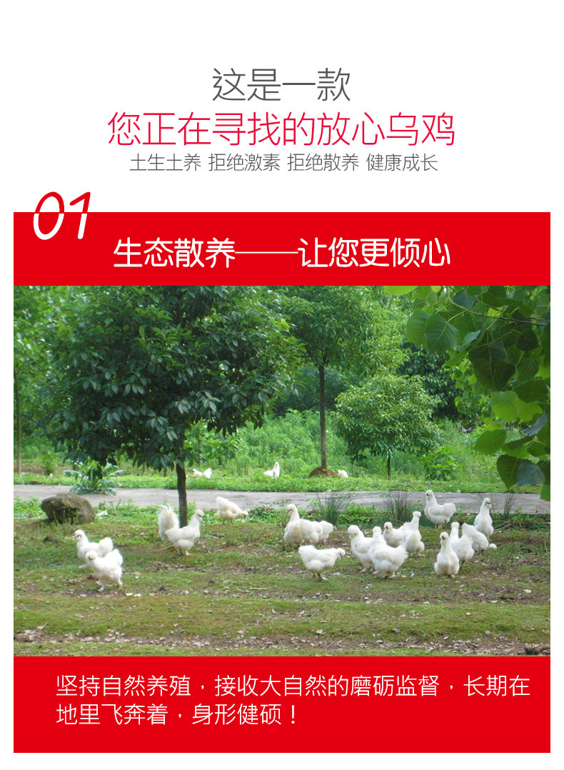 乡缘时空  农家散养现杀乌鸡  2只 共1600g 图3