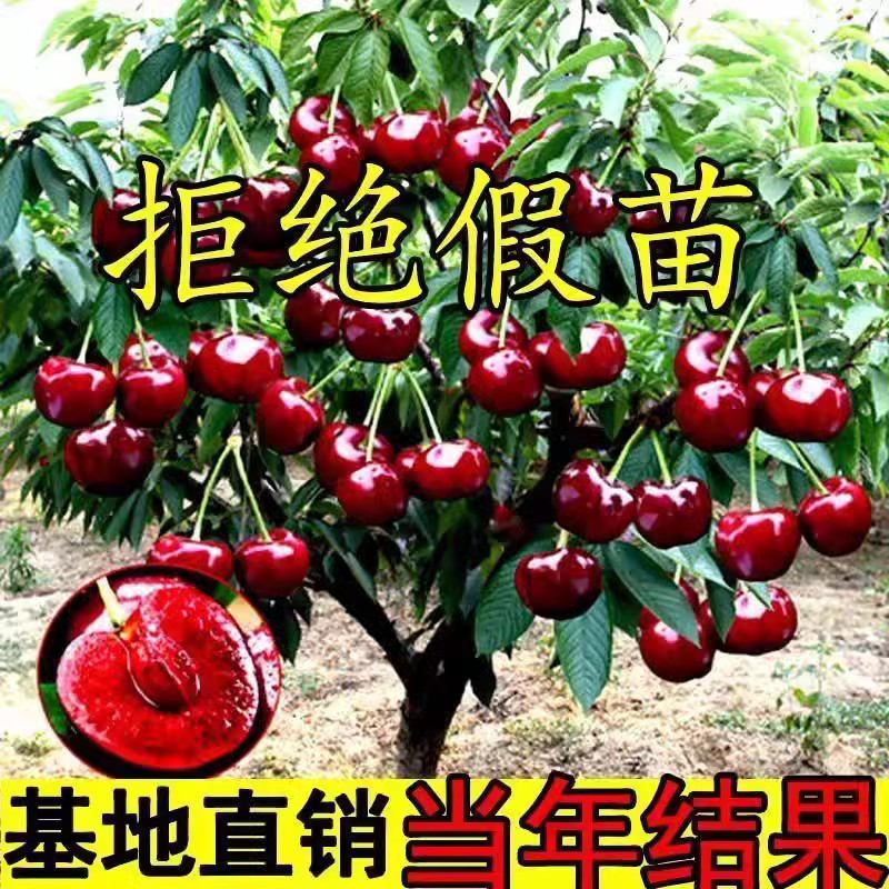 Chilean Car Centipeter Tree Seedlings Great Cherry Tree plant Plant Ground Planting South North Planting Dwarf Graft Great Cherry Fry-Taobao