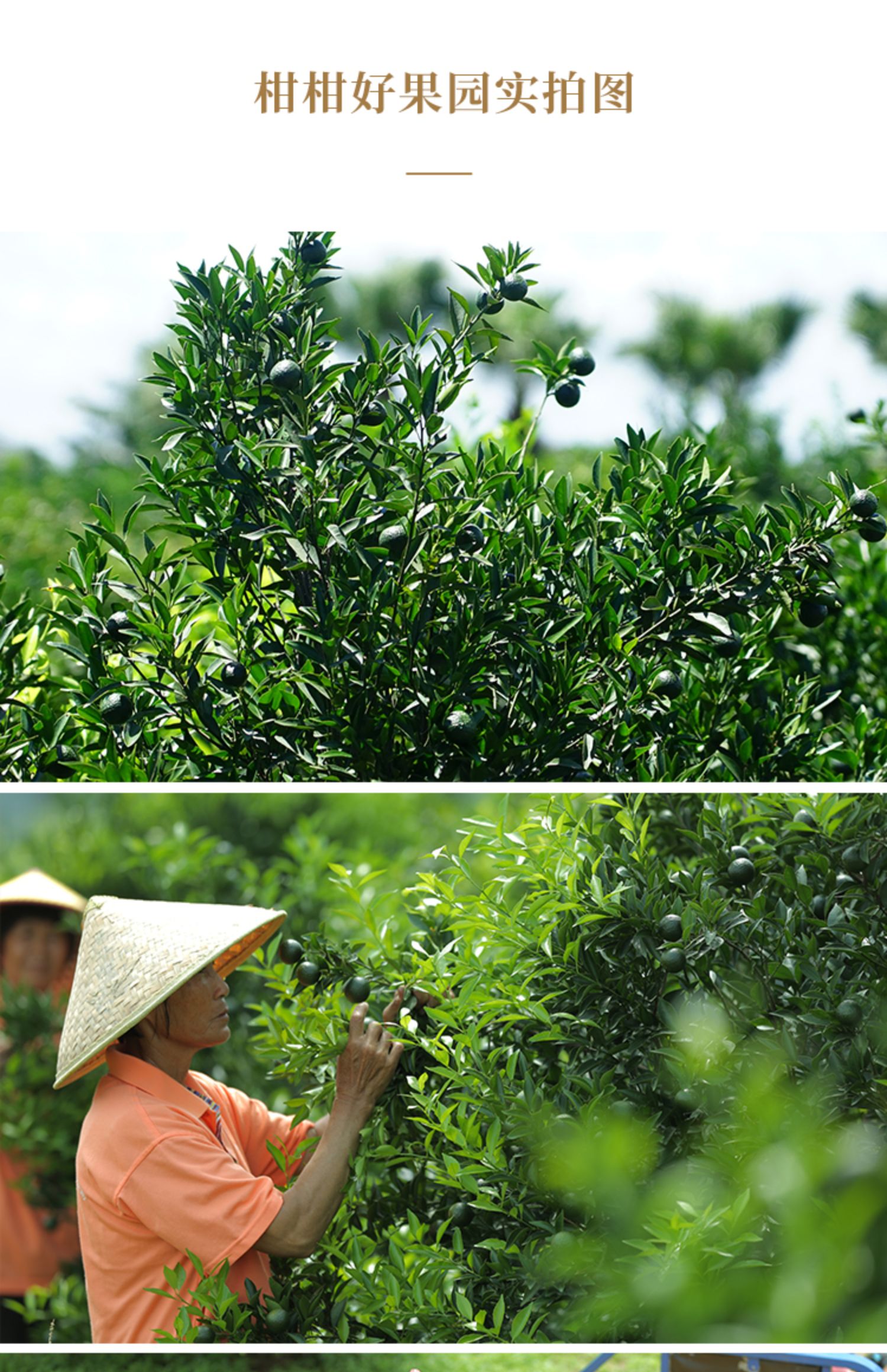 柑柑好新会原产小青柑普洱茶熟茶叶80g