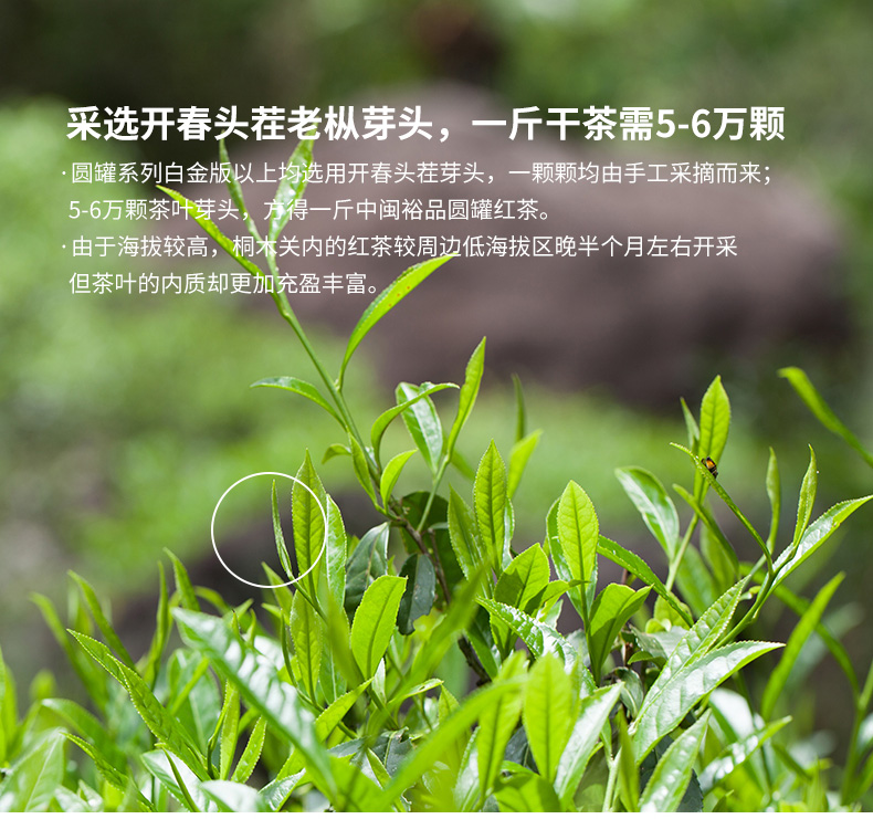 【药都仁和】特级正宗武夷山金骏眉红茶