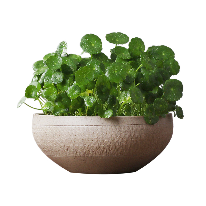 Ceramic hydroponic flower pot large creative vintage aquatic the plants indoor grass daffodils cooper money plant pot without holes