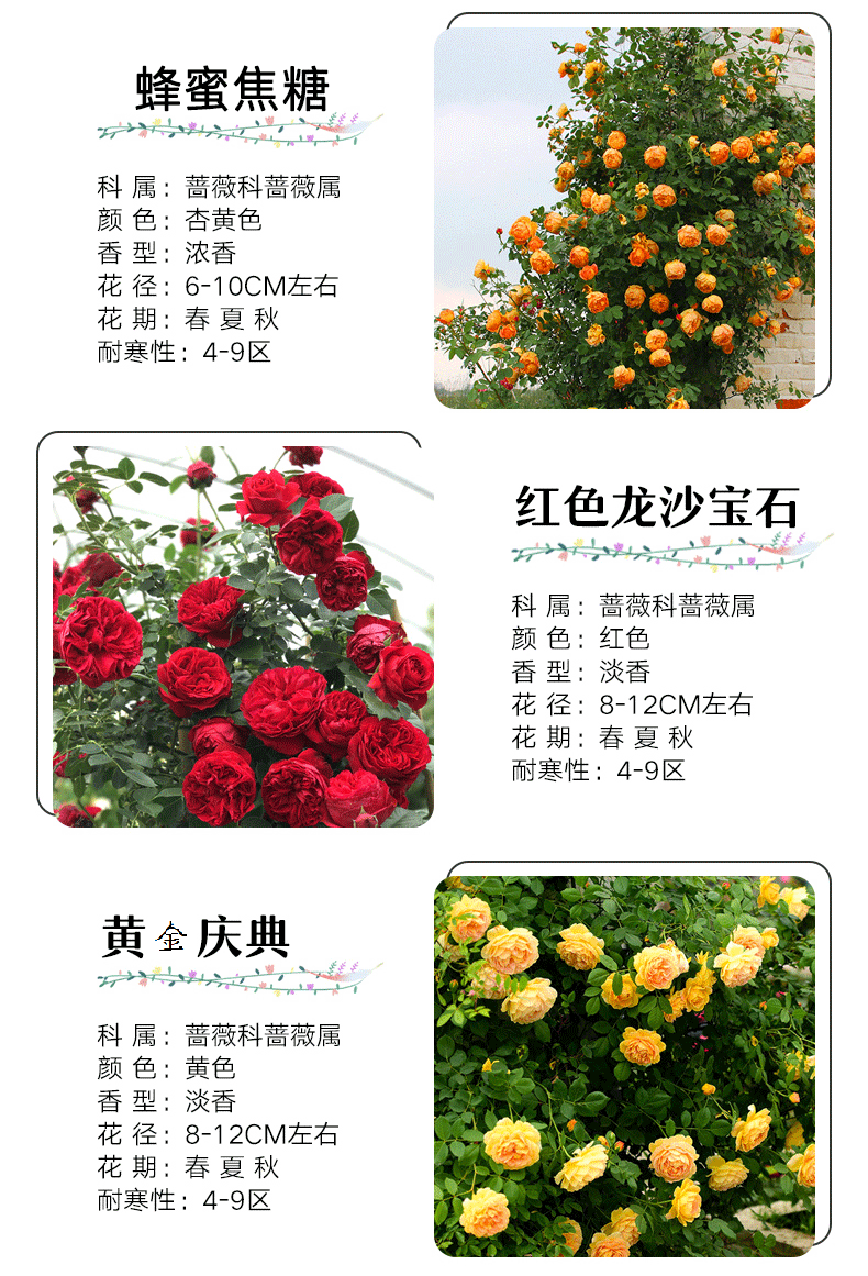 藤本月季蔷薇花苗爬藤月季阳台盆栽玫瑰花卉红木香七里香浓香四季 虎窝淘 藤本月季蔷薇花苗爬藤月季阳台盆栽玫瑰花卉红木香七里香浓香四季 虎窝淘