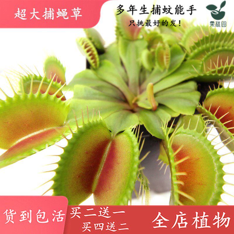 насекомоядное растение 超大捕蝇草【食虫植物捕蚊草食虫草驱蚊草巨大夹子春夏季直立】