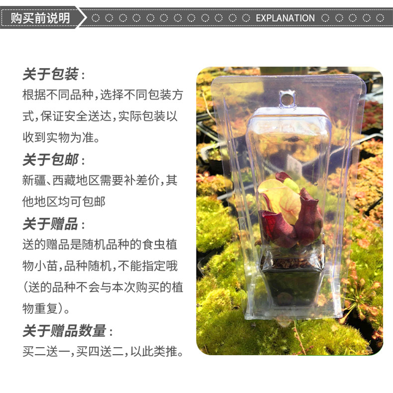 насекомоядное растение 超大捕蝇草【食虫植物捕蚊草食虫草驱蚊草巨大夹子春夏季直立】