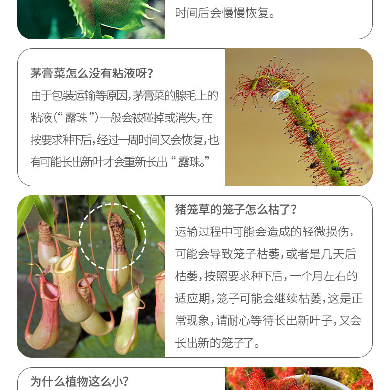 насекомоядное растение 超大捕蝇草【食虫植物捕蚊草食虫草驱蚊草巨大夹子春夏季直立】