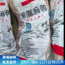 Yike Black-billed Shelduck Fresh Frozen Shelducks 8 9 10 11 Rural Free Range Fully Eviscerated Tender Shelducks per Box
