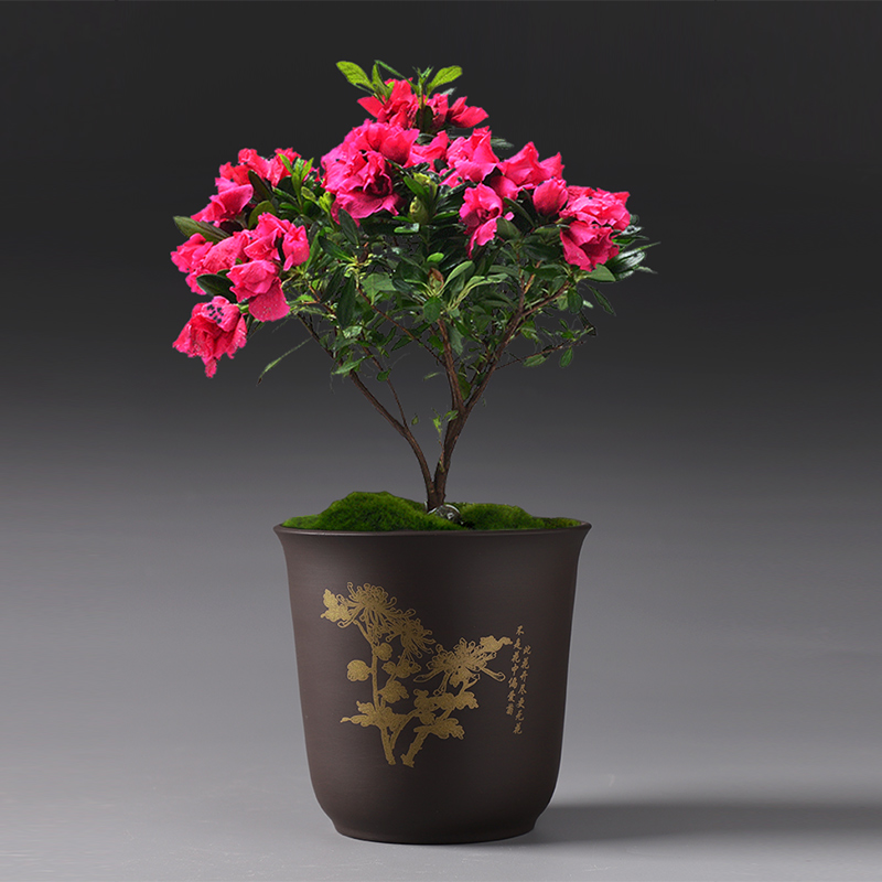 Flowerpot purple ceramic special offer a clearance of creative move contracted basin of Chinese style meat meat meat more than other household orchid