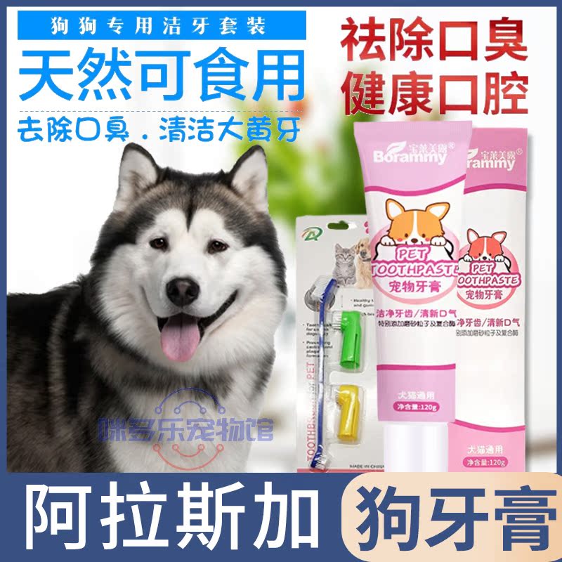 Alaska dedicated pet pooch toothbrushing with toothbrushes toothpaste cleaning dentistry supplies large canine teeth in mouth