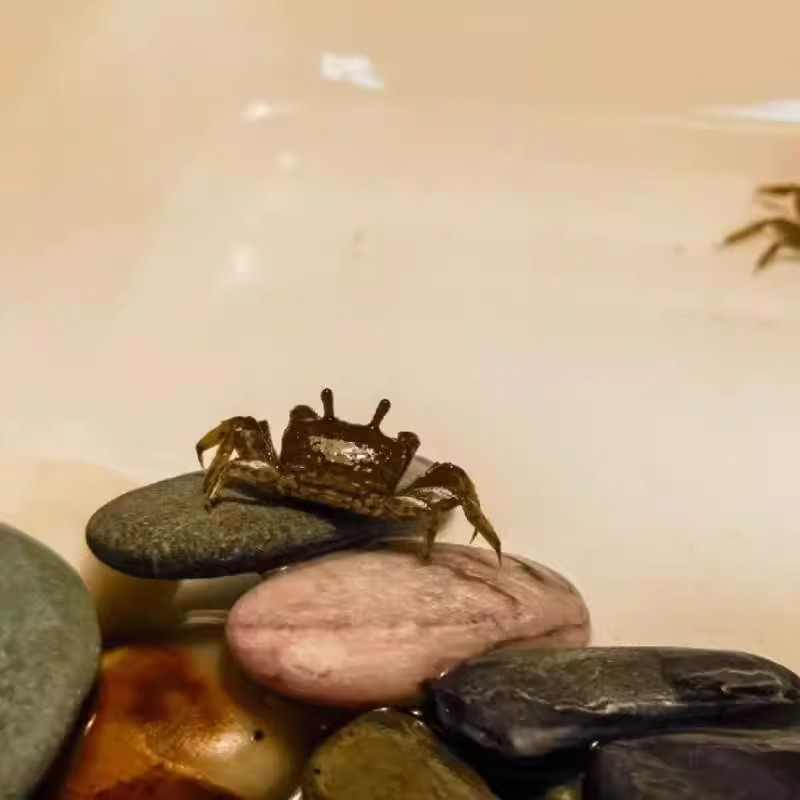 辣椒蟹专用迷你鱼缸：深水养殖的奇妙新天地