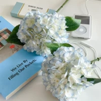 Летняя гортеня синяя