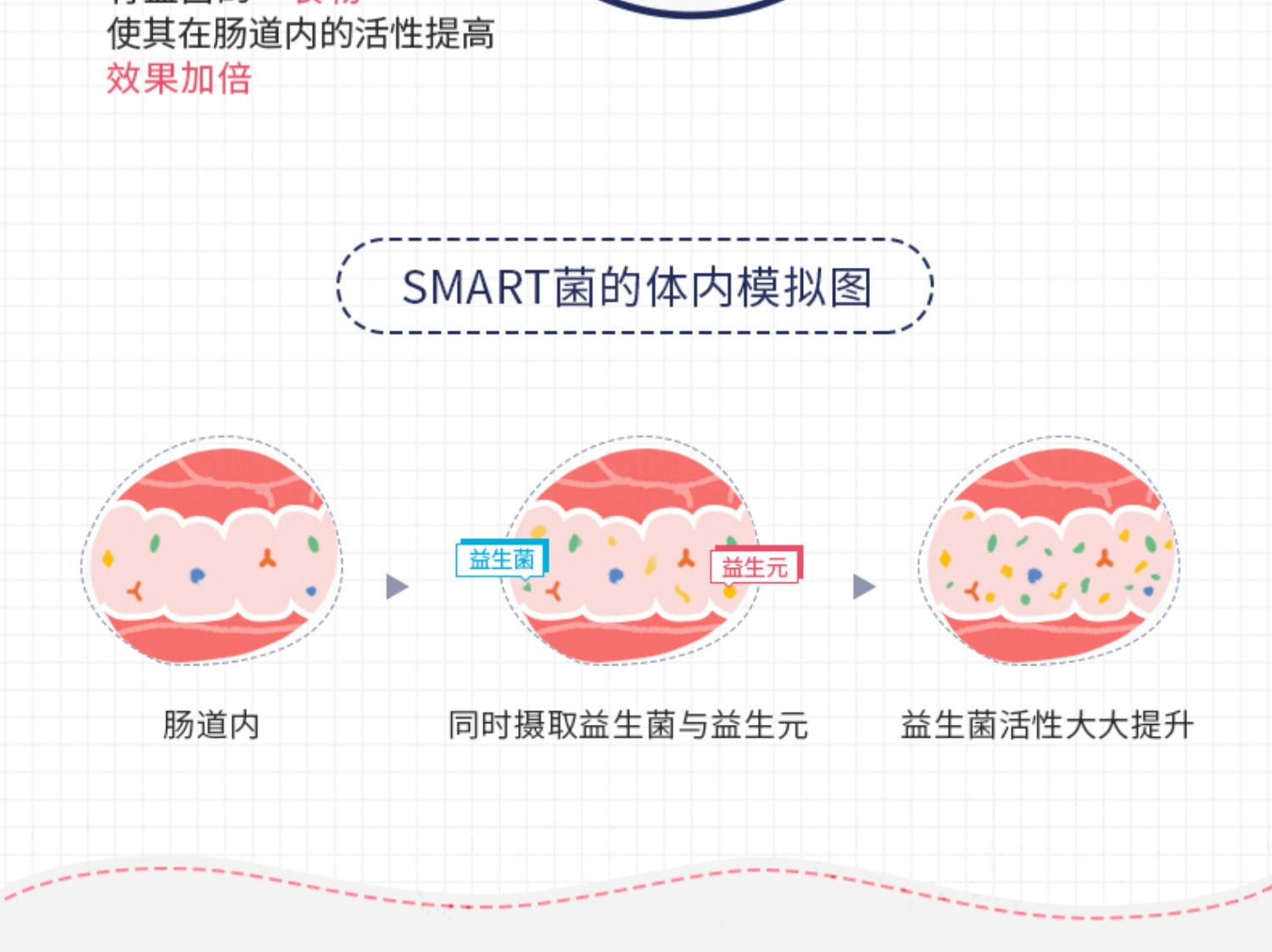 日本SVELTY丝蓓缇SMART女性益生菌30粒