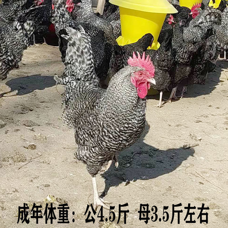 汶上芦花鸡绿壳种蛋:揭秘高产蛋鸡背后的神奇受精蛋-鸡苗-淘宝百科网