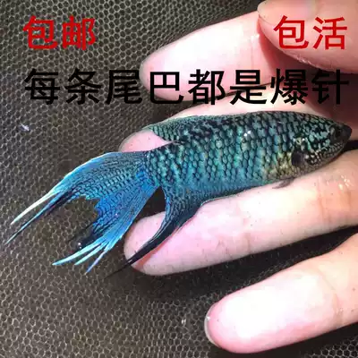 The Betta improved blood exchange pattern, the more blue-green ornamental fish, the darker the blue fork
