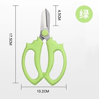 Светло-зеленый разрез головки