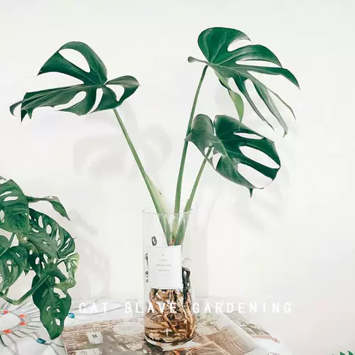 Черепаха бамбук горшок с горшками Большая грация черепаха бамбуковые растения Внутренняя гостиная скандинавская крупная гидропонная старая свайная черепаха назад бамбук