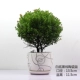 Xiaoye Chinan/Black Line Ceramics Basin [большой]
