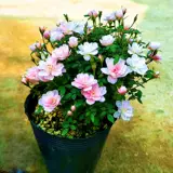 Интернет-знаменитость японская роза Химэ цветок в горшке мини Химэ Отомэ рассада цветы четыре сезона цветущая роза бонсай роза Химэ