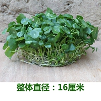 铜钱草（不含盆）