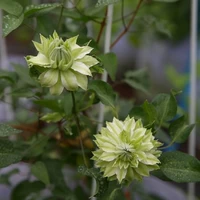 Лес Ветра [удобрение для 3 деревьев бесплатно], горшок в комплект не входит