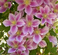 Серебряные монеты [3 растения бесплатно], не включая горшки.