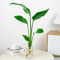 Paradise Bird 1 40 см [Reaking Bottle] Нет бассейна