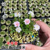 Продвижение [Ji Yue Ji Ji Miao Miao], принесите горшечный посадку