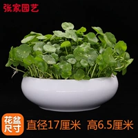 铜钱草+全白款陶盆（直径17厘米