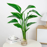 Три райских птиц 50-60 см [прямой стеклянный цилиндрический] без горшков