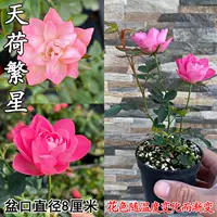 Список новых продуктов [Tianhe Fanxing], с посадкой в ​​горшок