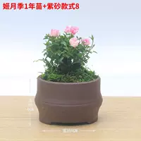 [Ji yueyue 1 год саженцев+модели с фиолетовым песком 8], посадка горшка с горшками