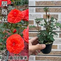 Список новых продуктов [Rouge], посадка в горшок с горшками