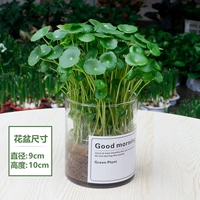 铜钱草+玻璃瓶A款