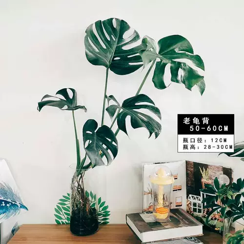 Черепаха бамбук горшок с горшками Большая грация черепаха бамбуковые растения Внутренняя гостиная скандинавская крупная гидропонная старая свайная черепаха назад бамбук