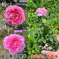 Список новых продуктов [Fairy's Lingzhi], с посадкой в ​​горшок