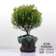 Xiaoye chinan/ge kiln ceramic poin [большой]