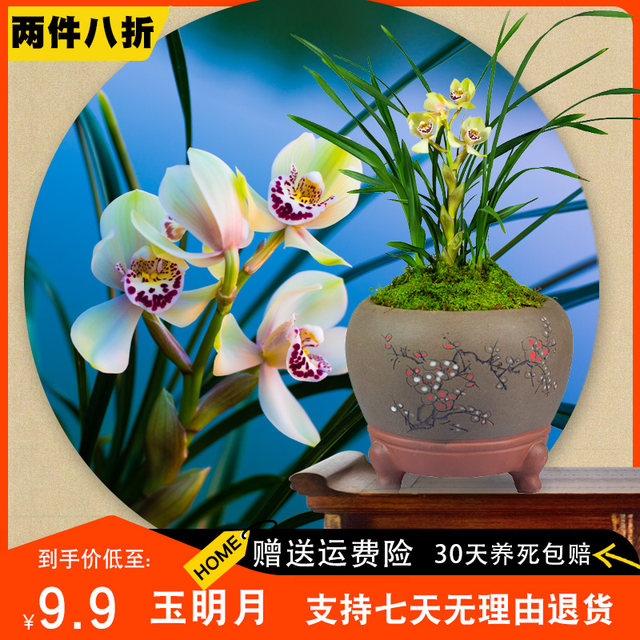 Two 20% off precious orchid potted plants orchid seedlings with bud field to build orchid grass varieties