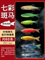 Разноцветная зебра, 40 шт, 20 шт