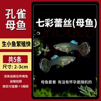 Красочное кружево [женская рыба] 5 штук