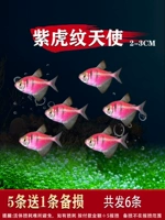 2-3 см. Фиолетовый тигр Fita Angel 5 Free 1 Потеря