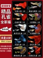 Бутик -семейный портрет семейства павли