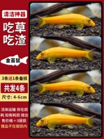 [Очистка артефакт] 4-6 см Золотой Мосс Мышь 3 Отправить 1 подготовку