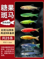 Разноцветная зебра, 20 шт, 5 шт