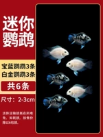 [2-3 см] 3 троллейбусарока 3+3 золотой попугай 3