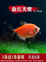 2-3 см. Кровавый красный ангел 5 отправьте 1 проигрыш