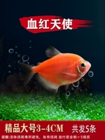 5 (3-4 см) кровавый красный ангел 5