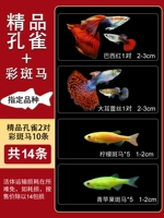 [Только для количества] 2 пары бутика Peacocks+Zebra Package (всего)