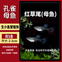 Красная трава хвост [Женская рыба] 5