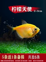 2-3 см лимонный ангел 5 Отправить 1 проигрыш